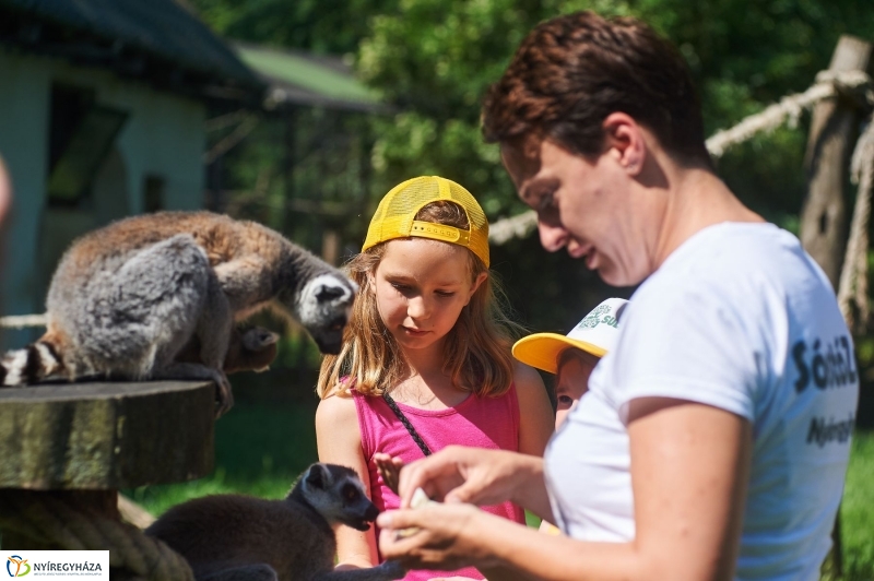 Zootábor az állatparkban - fotó Szarka Lajos