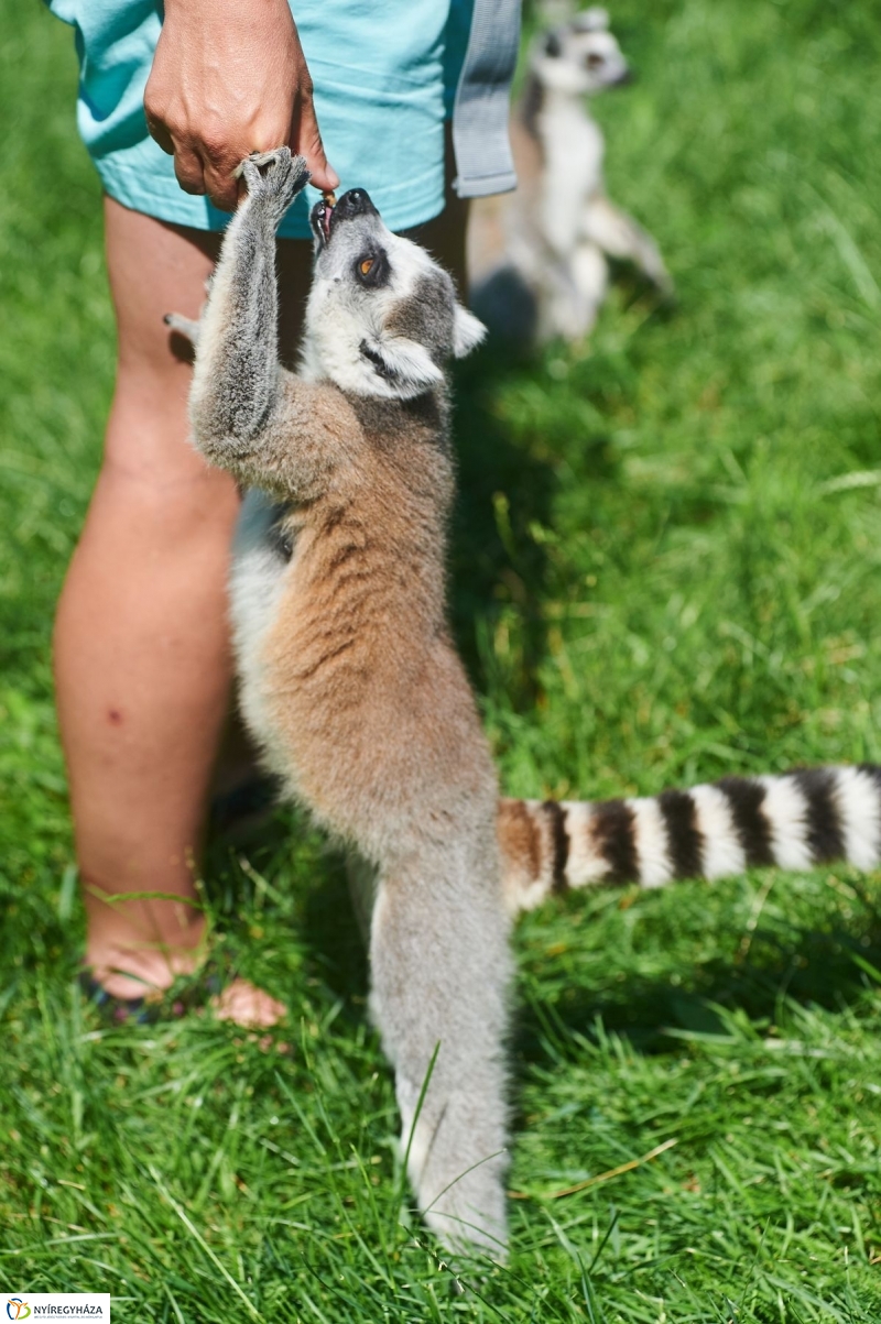 Zootábor az állatparkban - fotó Szarka Lajos
