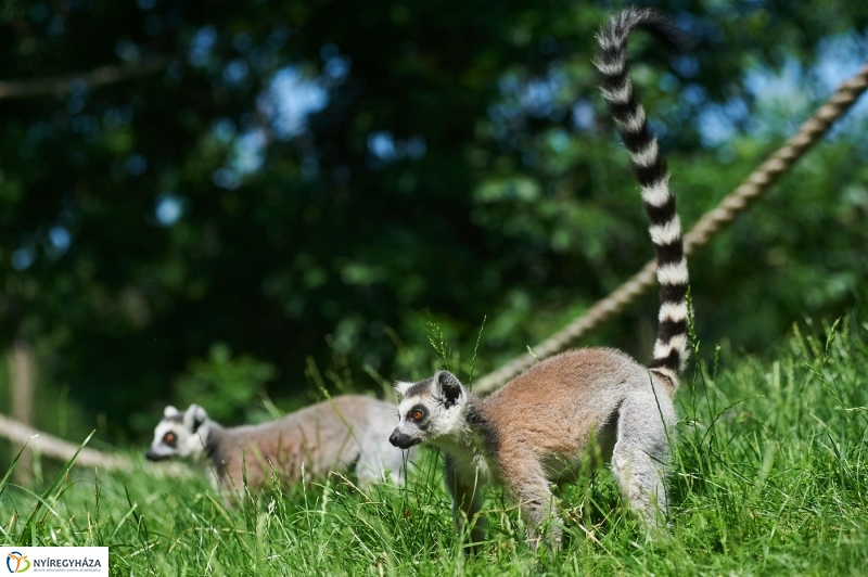 Zootábor az állatparkban - fotó Szarka Lajos