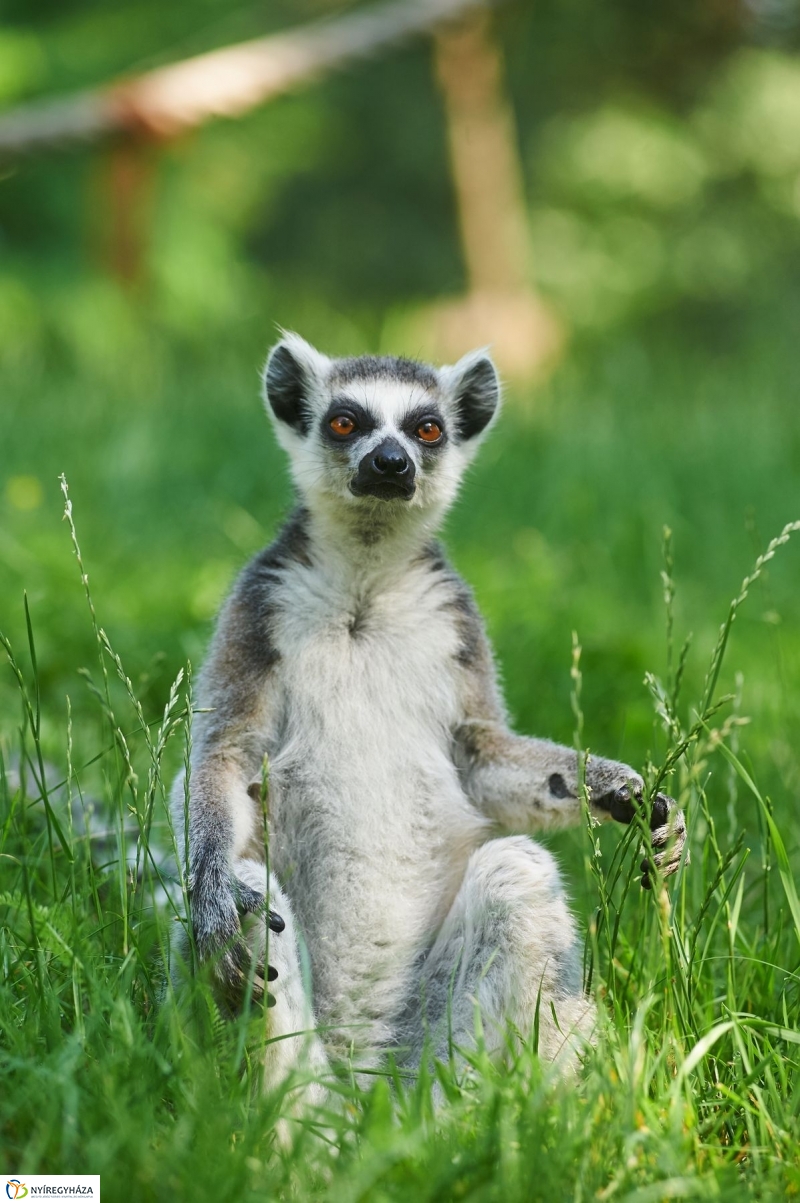 Zootábor az állatparkban - fotó Szarka Lajos