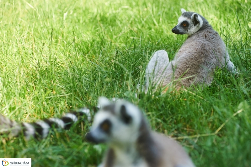 Zootábor az állatparkban - fotó Szarka Lajos