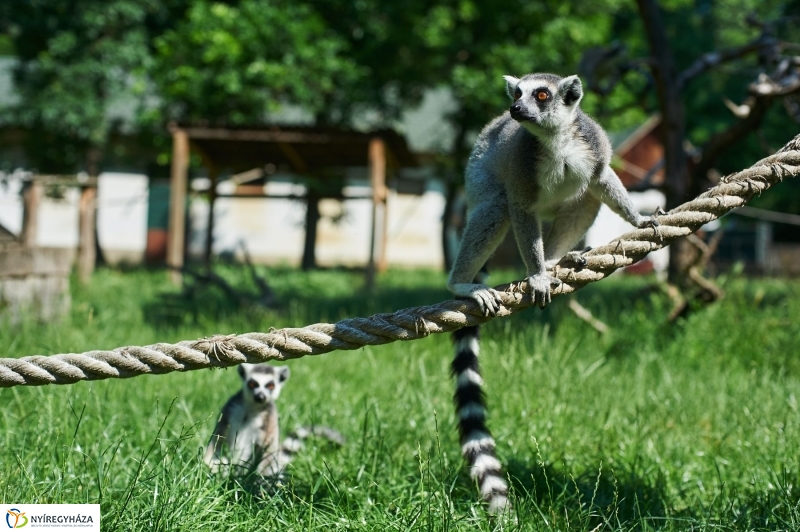 Zootábor az állatparkban - fotó Szarka Lajos