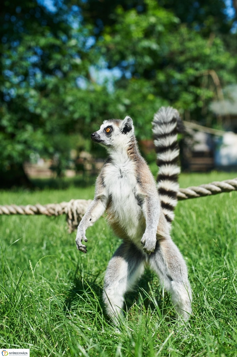Zootábor az állatparkban - fotó Szarka Lajos