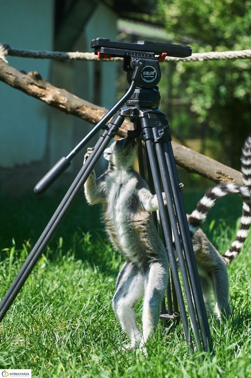 Zootábor az állatparkban - fotó Szarka Lajos