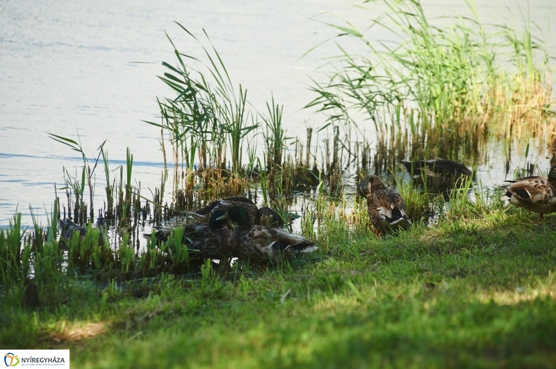 Védőháló a Bujtoson - fotó Szarka Lajos