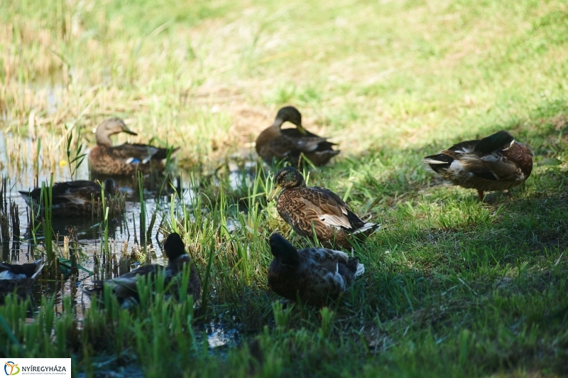 Védőháló a Bujtoson - fotó Szarka Lajos
