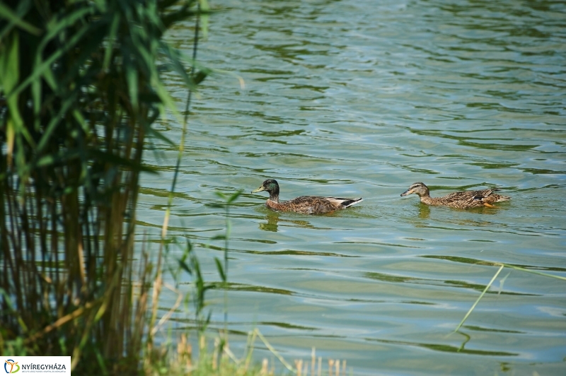Védőháló a Bujtoson - fotó Szarka Lajos
