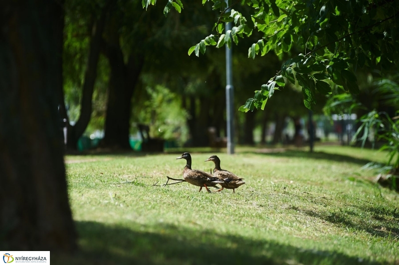 Védőháló a Bujtoson - fotó Szarka Lajos