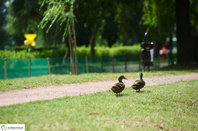 Védőháló a Bujtoson - fotó Szarka Lajos