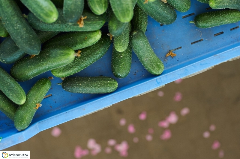 Művészi festés a Búza téri piacon - fotó Szarka Lajos