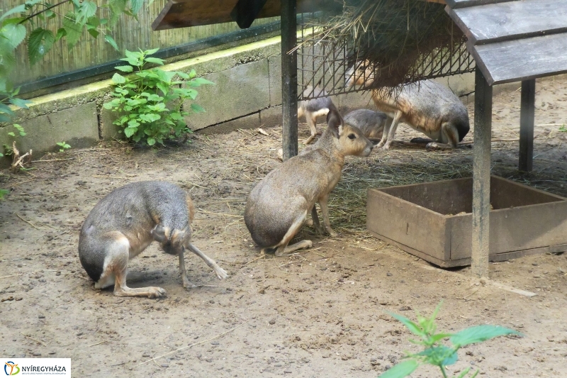Kicsi nagy marák az Állatparkban - fotó Szarka Lajos