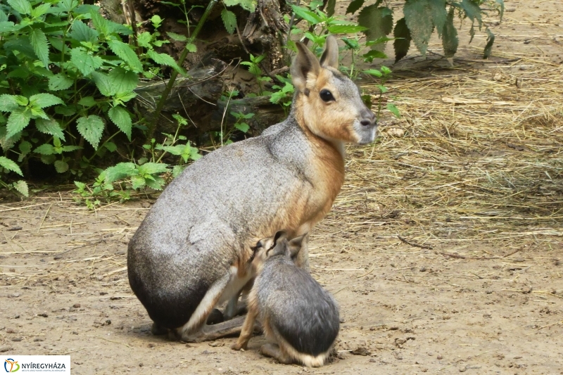 Kicsi nagy marák az Állatparkban - fotó Szarka Lajos