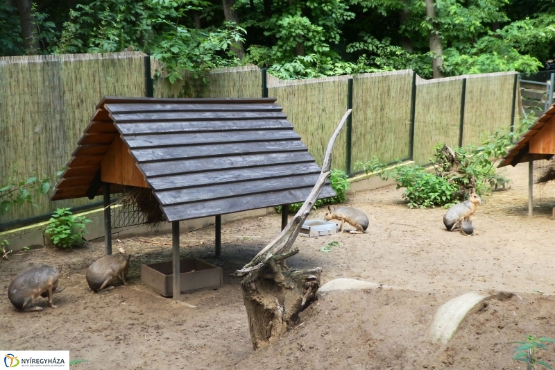 Kicsi nagy marák az Állatparkban - fotó Szarka Lajos