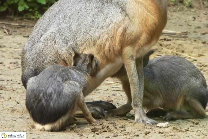 Kicsi nagy marák az Állatparkban - fotó Szarka Lajos