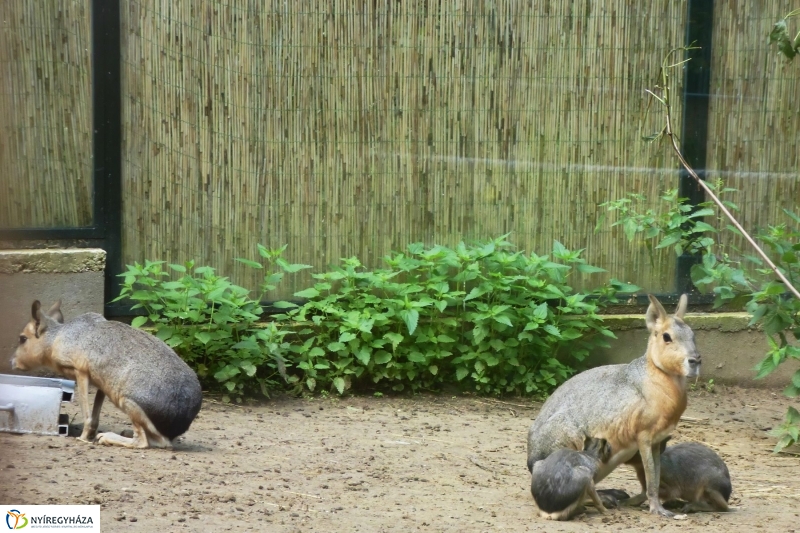 Kicsi nagy marák az Állatparkban - fotó Szarka Lajos