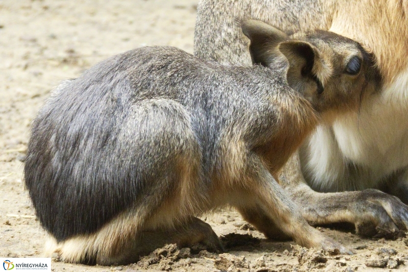 Kicsi nagy marák az Állatparkban - fotó Szarka Lajos