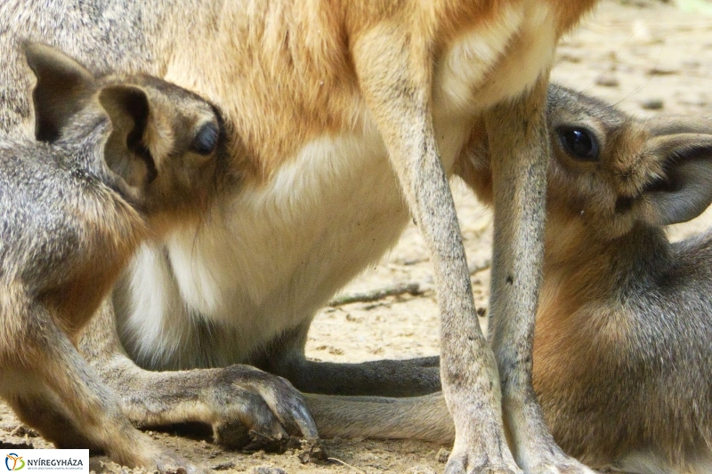Kicsi nagy marák az Állatparkban - fotó Szarka Lajos