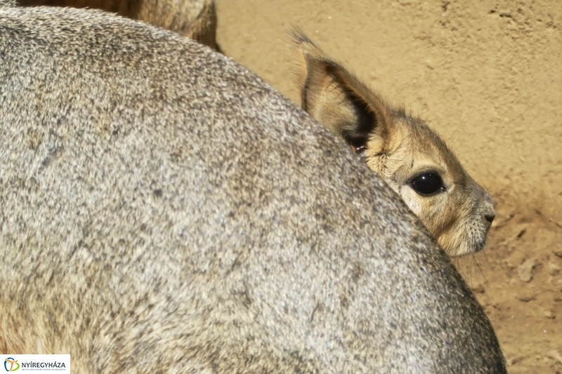 Kicsi nagy marák az Állatparkban - fotó Szarka Lajos