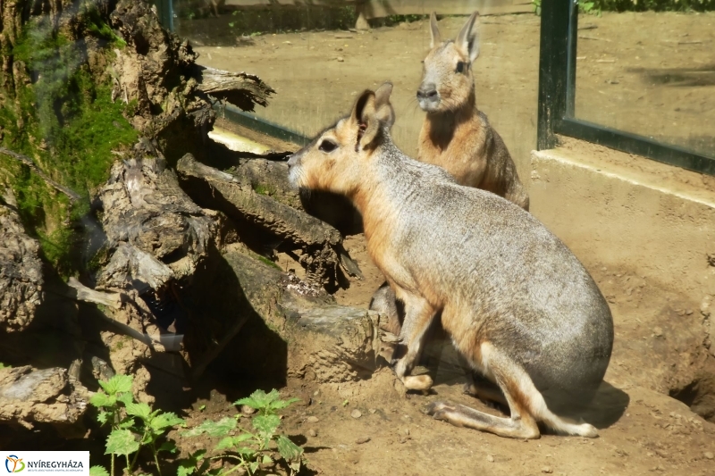 Kicsi nagy marák az Állatparkban - fotó Szarka Lajos