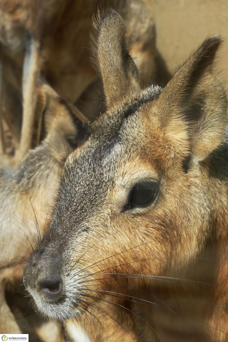 Kicsi nagy marák az Állatparkban - fotó Szarka Lajos