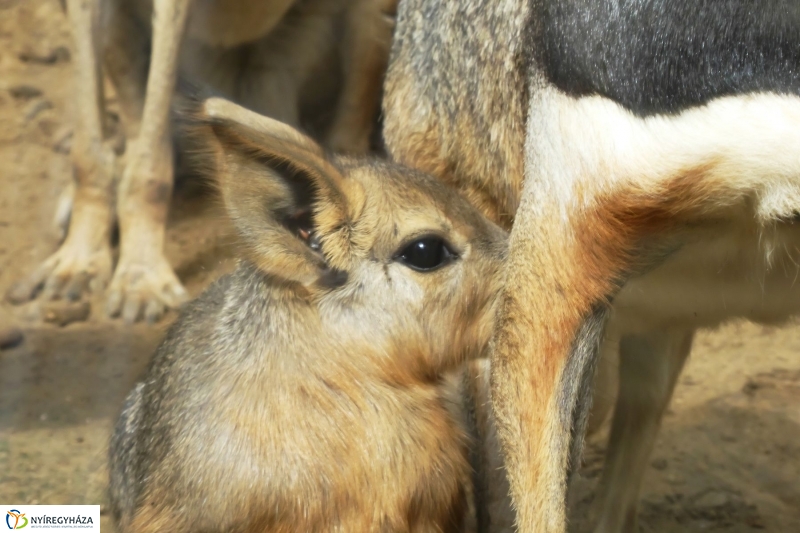 Kicsi nagy marák az Állatparkban - fotó Szarka Lajos