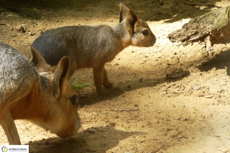 Kicsi nagy marák az Állatparkban - fotó Szarka Lajos