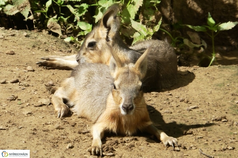 Kicsi nagy marák az Állatparkban - fotó Szarka Lajos