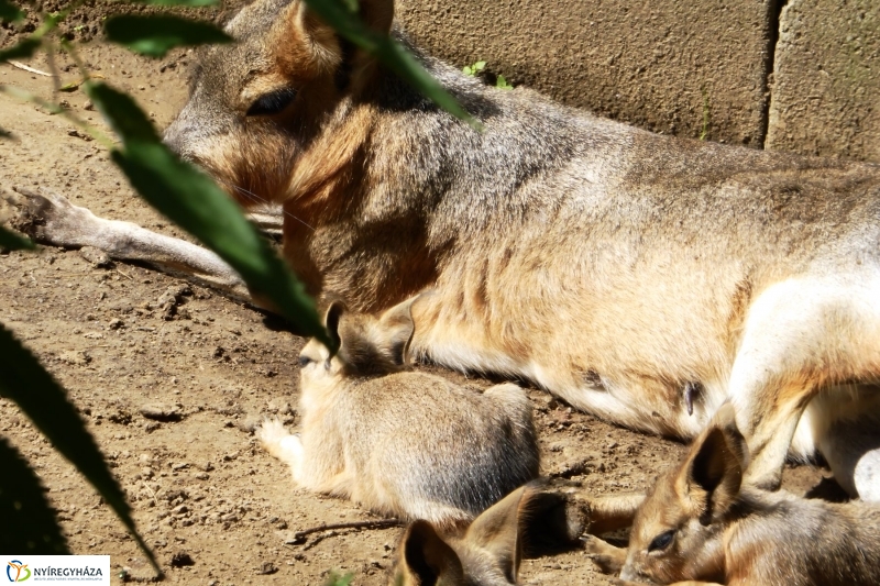Kicsi nagy marák az Állatparkban - fotó Szarka Lajos