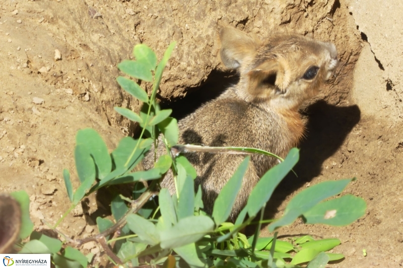 Kicsi nagy marák az Állatparkban - fotó Szarka Lajos