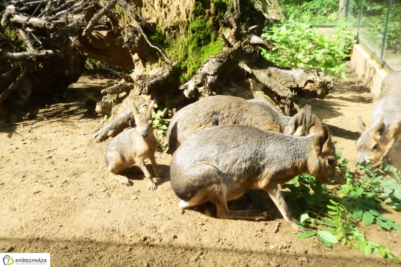 Kicsi nagy marák az Állatparkban - fotó Szarka Lajos