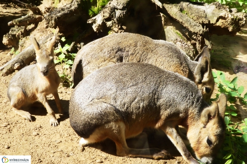 Kicsi nagy marák az Állatparkban - fotó Szarka Lajos