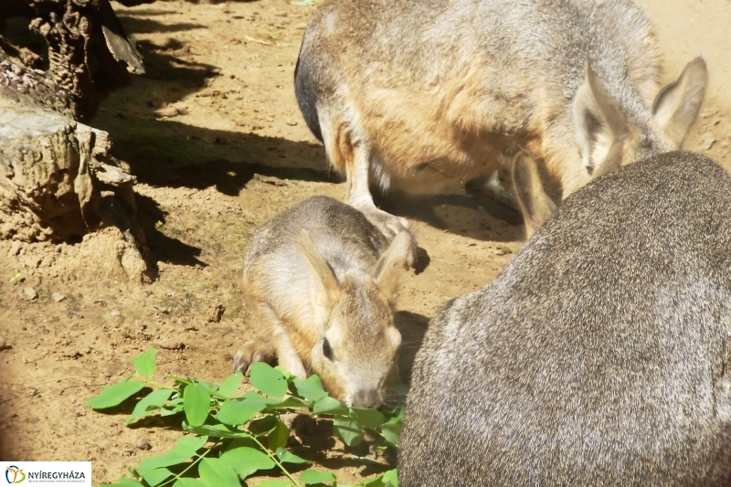 Kicsi nagy marák az Állatparkban - fotó Szarka Lajos
