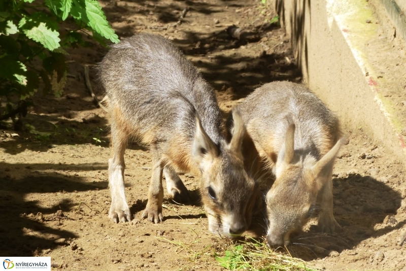 Kicsi nagy marák az Állatparkban - fotó Szarka Lajos