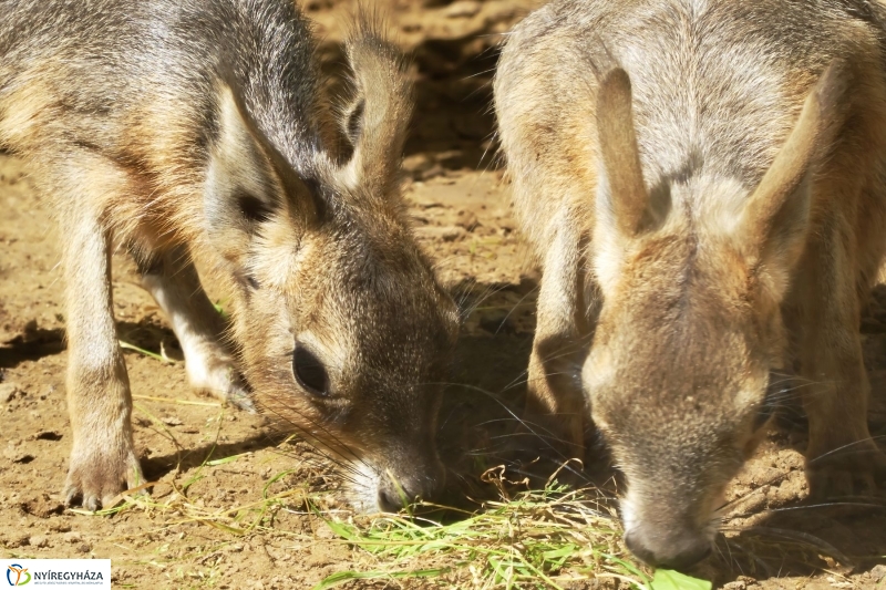 Kicsi nagy marák az Állatparkban - fotó Szarka Lajos