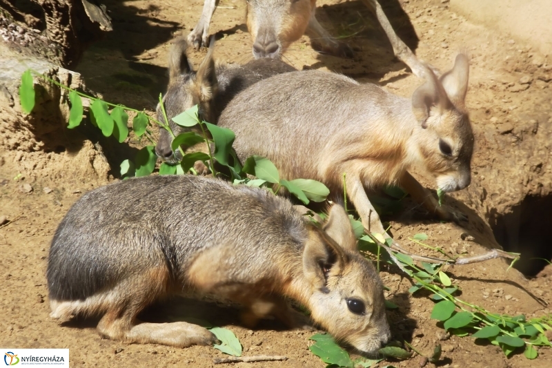 Kicsi nagy marák az Állatparkban - fotó Szarka Lajos
