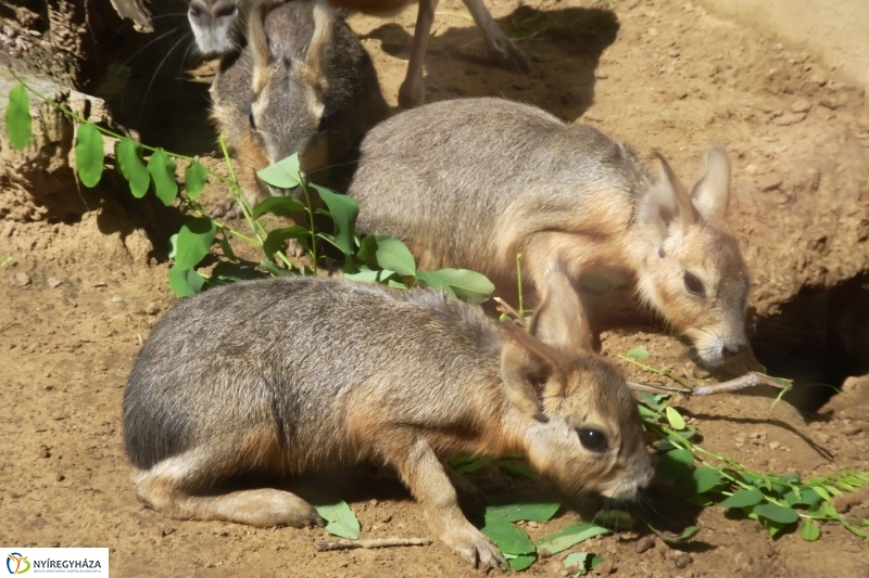 Kicsi nagy marák az Állatparkban - fotó Szarka Lajos