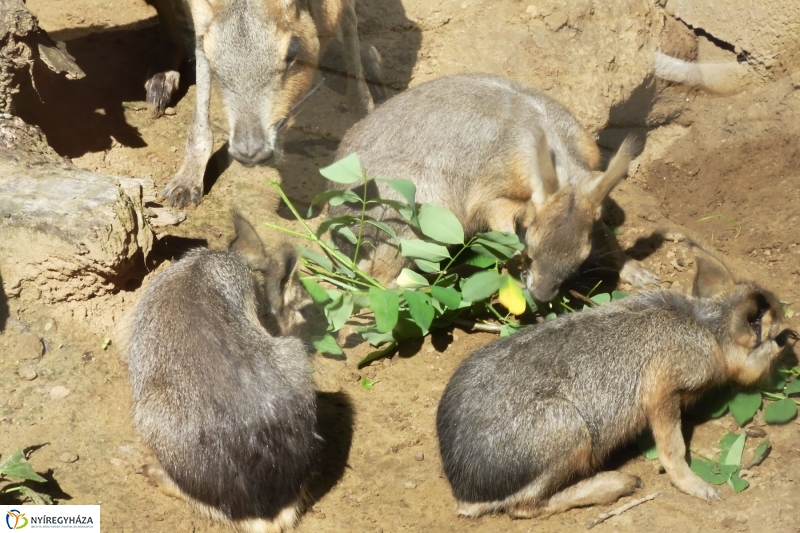 Kicsi nagy marák az Állatparkban - fotó Szarka Lajos