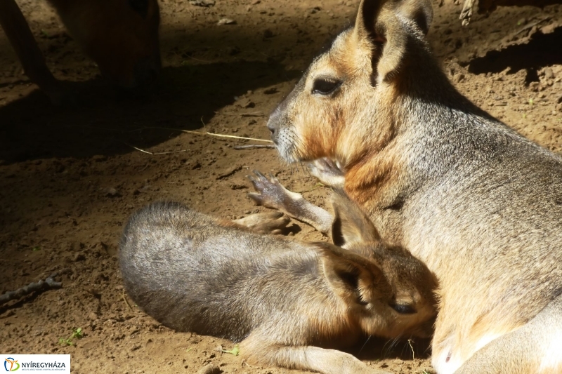 Kicsi nagy marák az Állatparkban - fotó Szarka Lajos