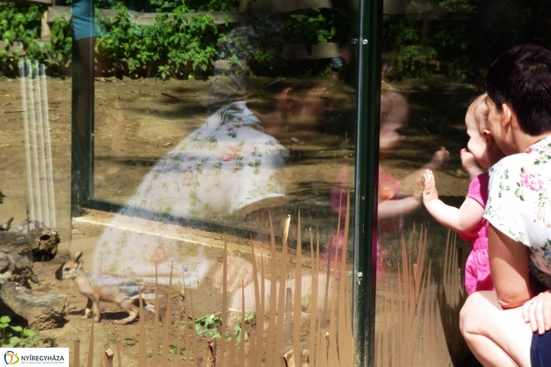 Kicsi nagy marák az Állatparkban - fotó Szarka Lajos