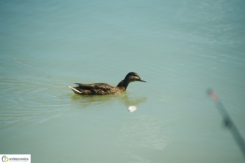 Kikapcsolódás a Tüskevár környékén - fotó Szarka Lajos