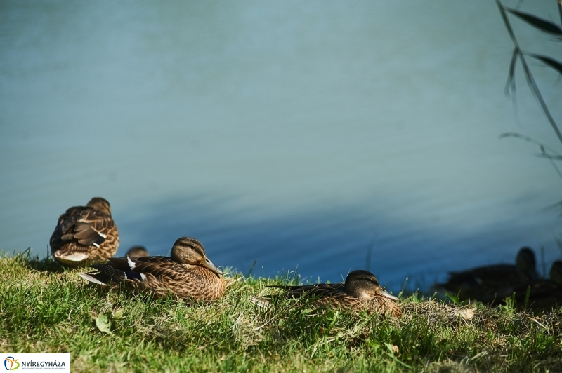 Kikapcsolódás a Tüskevár környékén - fotó Szarka Lajos