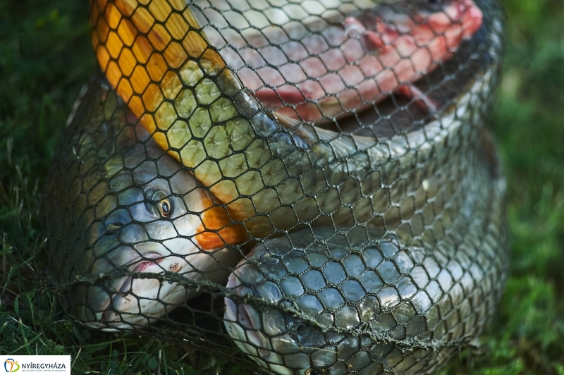 Kikapcsolódás a Tüskevár környékén - fotó Szarka Lajos