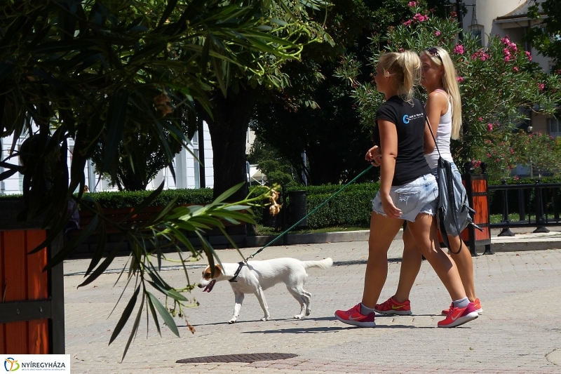 Kánikula - fotó Szarka Lajos