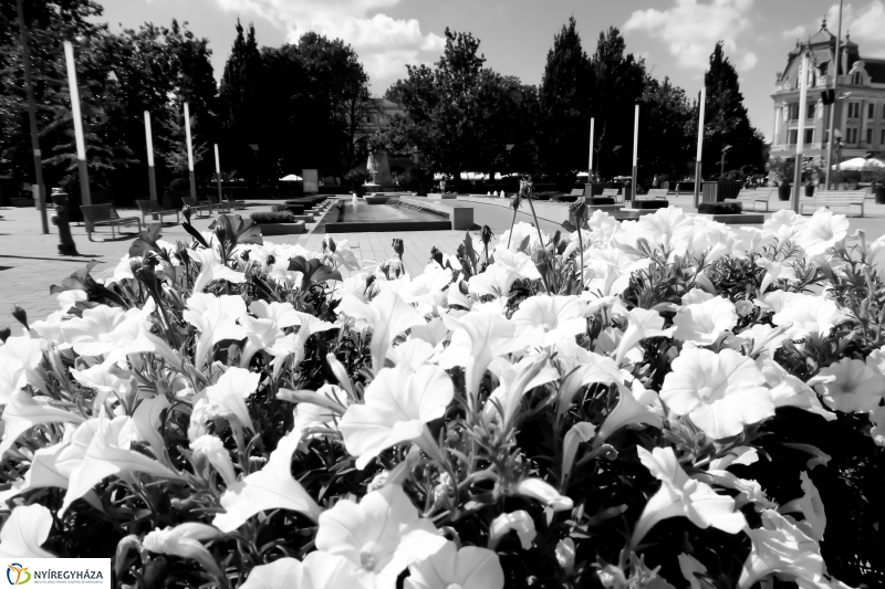 Nyíregyháza fekete-fehér köntösben 1 - fotó Szarka Lajos