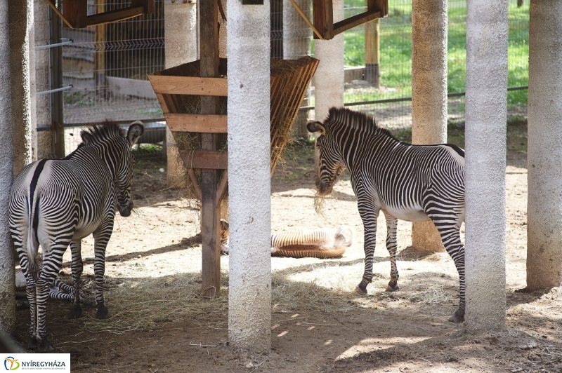 Zebracsikók az Állatparkban - fotó Szarka Lajos