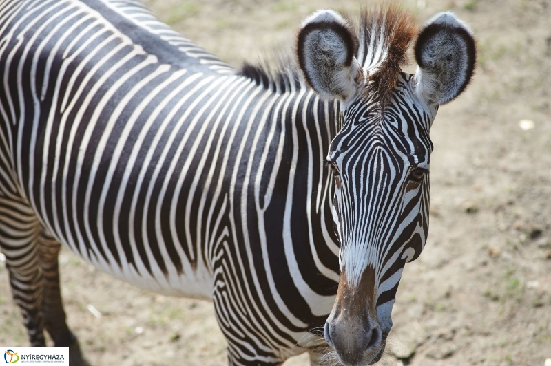 Zebracsikók az Állatparkban - fotó Szarka Lajos