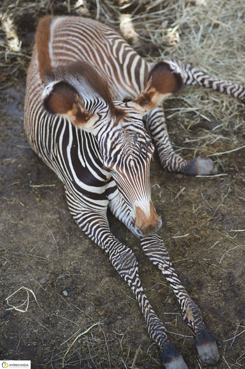 Zebracsikók az Állatparkban - fotó Szarka Lajos