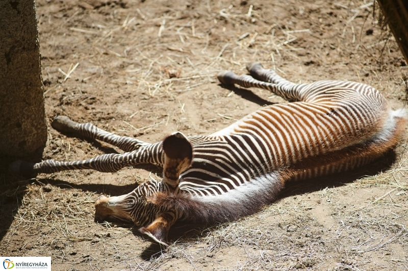 Zebracsikók az Állatparkban - fotó Szarka Lajos