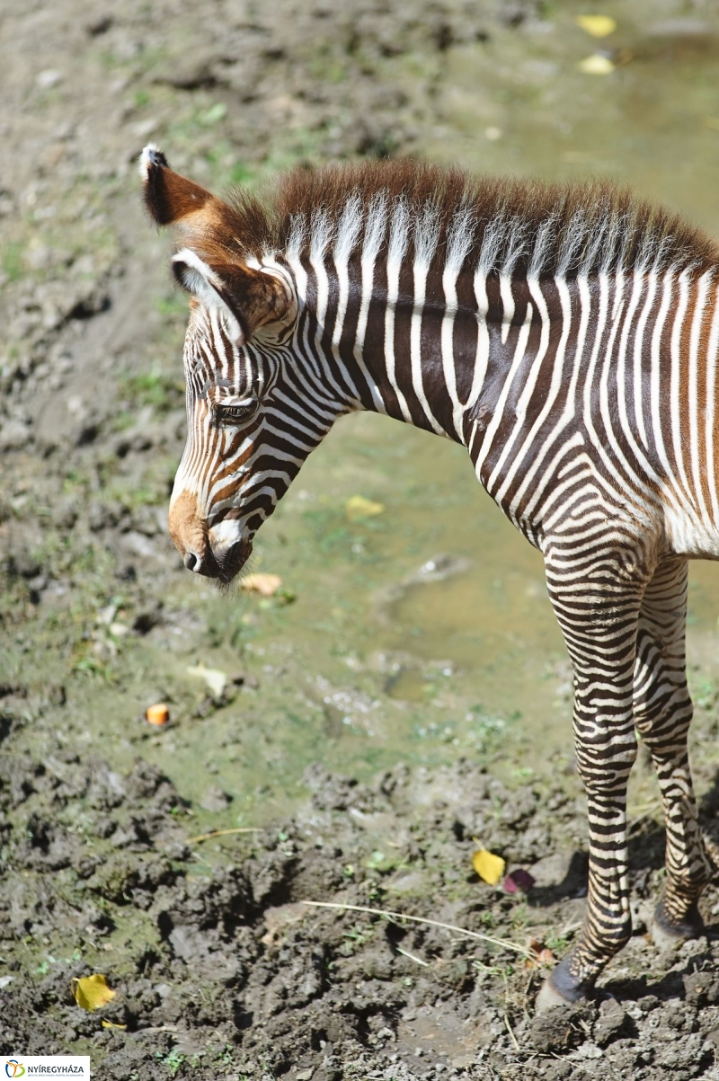 Zebracsikók az Állatparkban - fotó Szarka Lajos