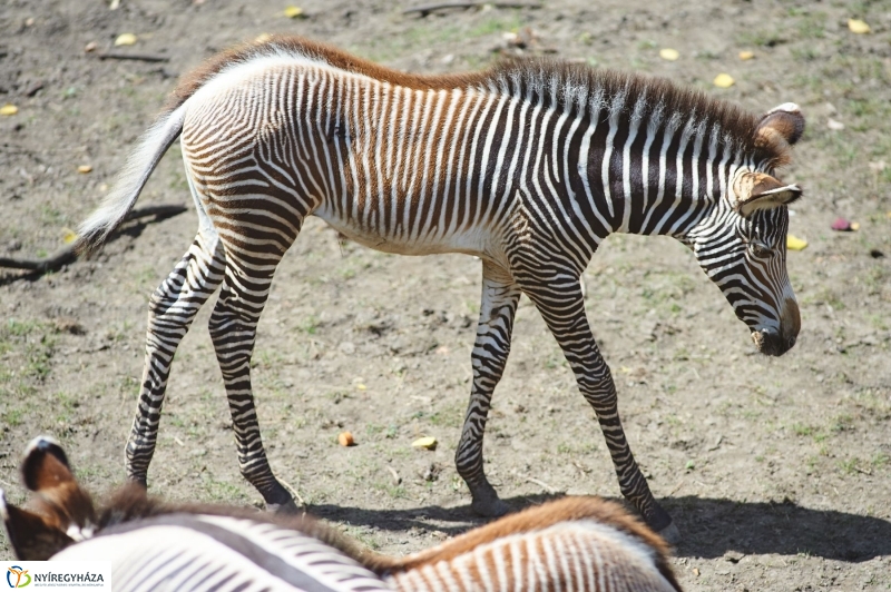 Zebracsikók az Állatparkban - fotó Szarka Lajos